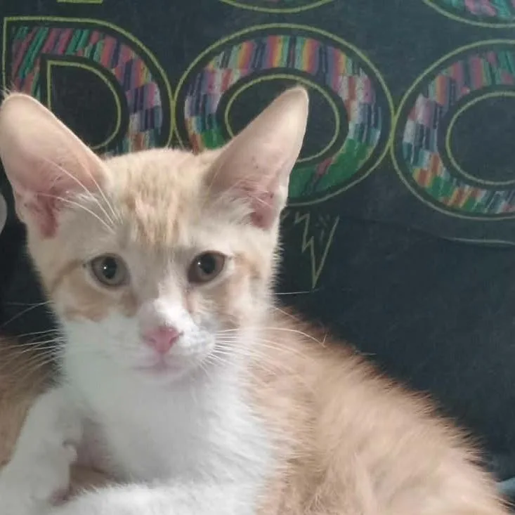 A baby medium-sized male Orange & White Domestic Short Hair cat named Fred for adoption in Mira Loma, CA