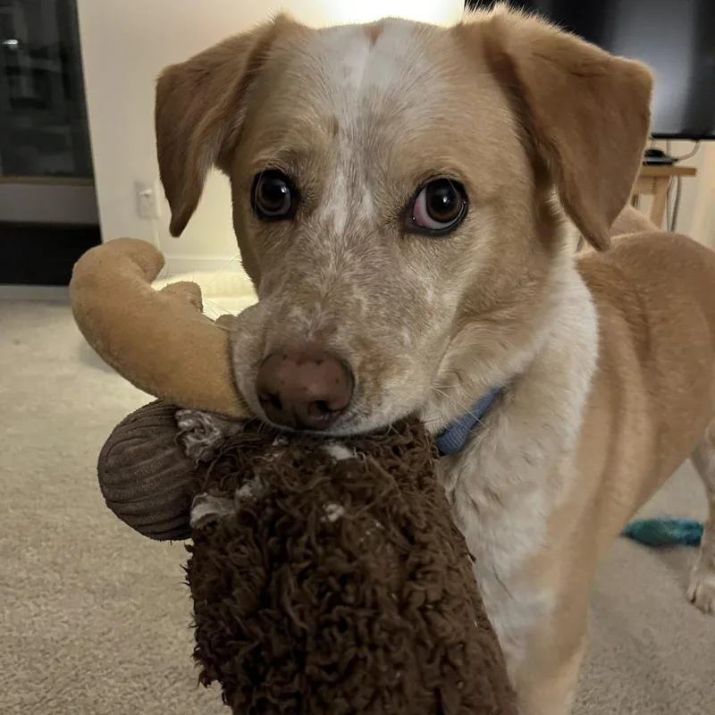 An adult medium-sized male Red / Chestnut / Orange Cattle Dog dog named Max D for adoption in Princeton, MN
