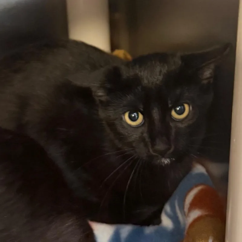 A baby small-sized male Domestic Short Hair cat named Field of Screams for adoption in Wilmington, DE
