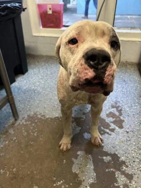 An adult extra large-sized male Pit Bull Terrier dog named Lightning for adoption in Mobile, AL