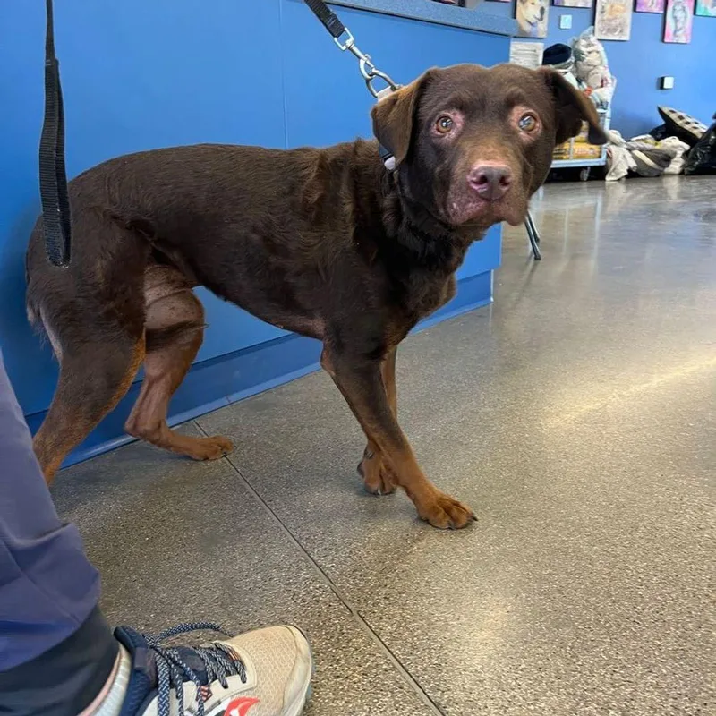 An adult medium-sized female Chesapeake Bay Retriever dog named Rosy for adoption in Kingman, AZ