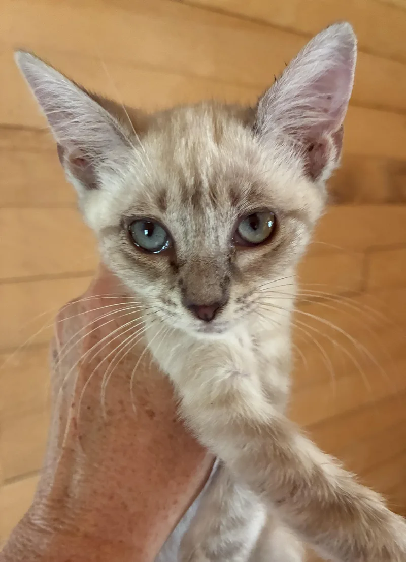 A baby medium-sized female White Siamese cat named Crystal for adoption in Dawson, GA
