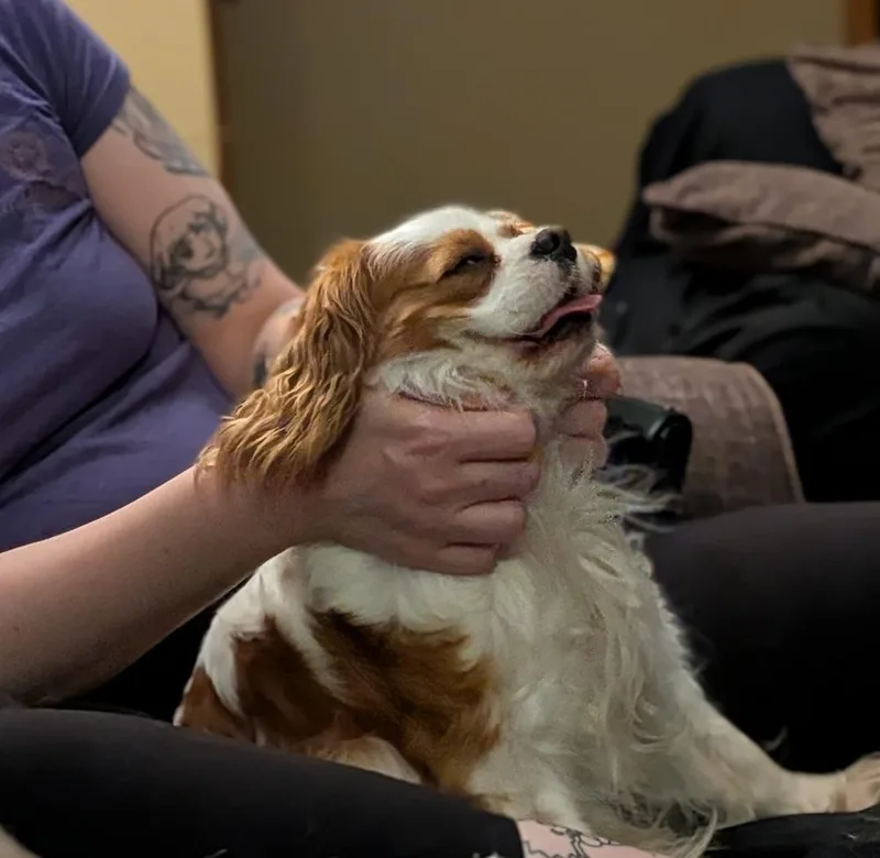 Phoebe