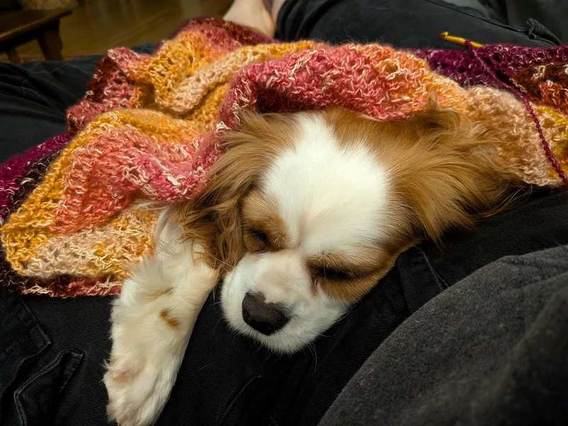 Phoebe thumbnail 2