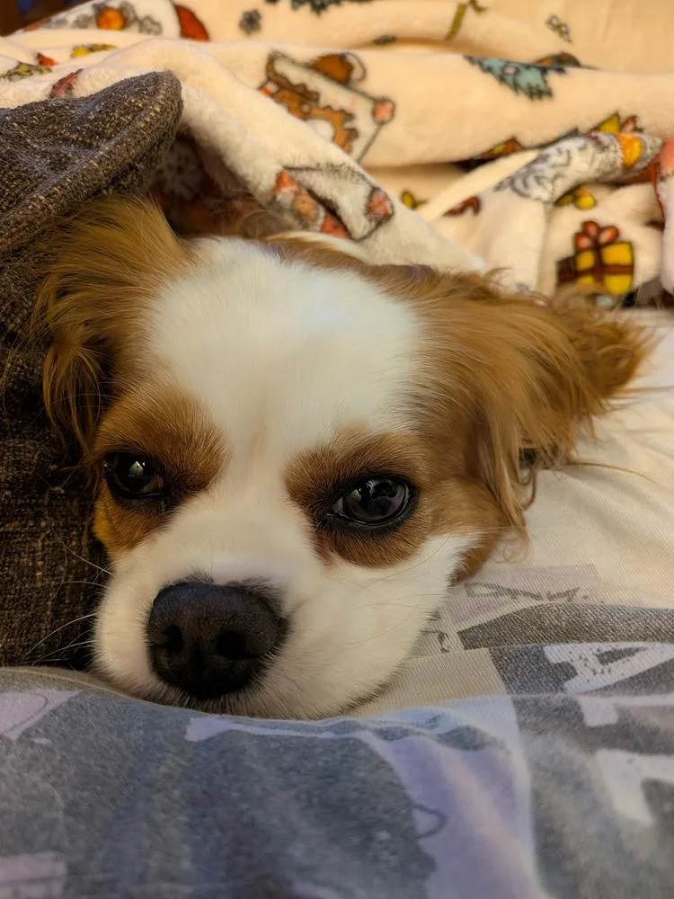 Phoebe thumbnail 3