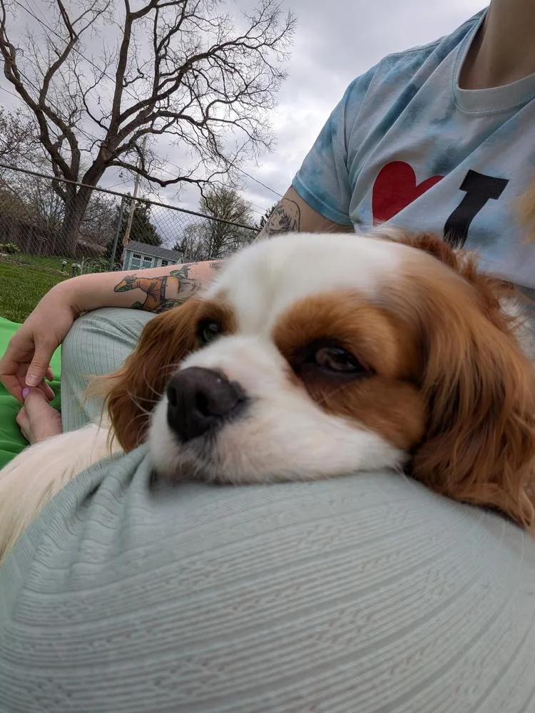 Phoebe thumbnail 6