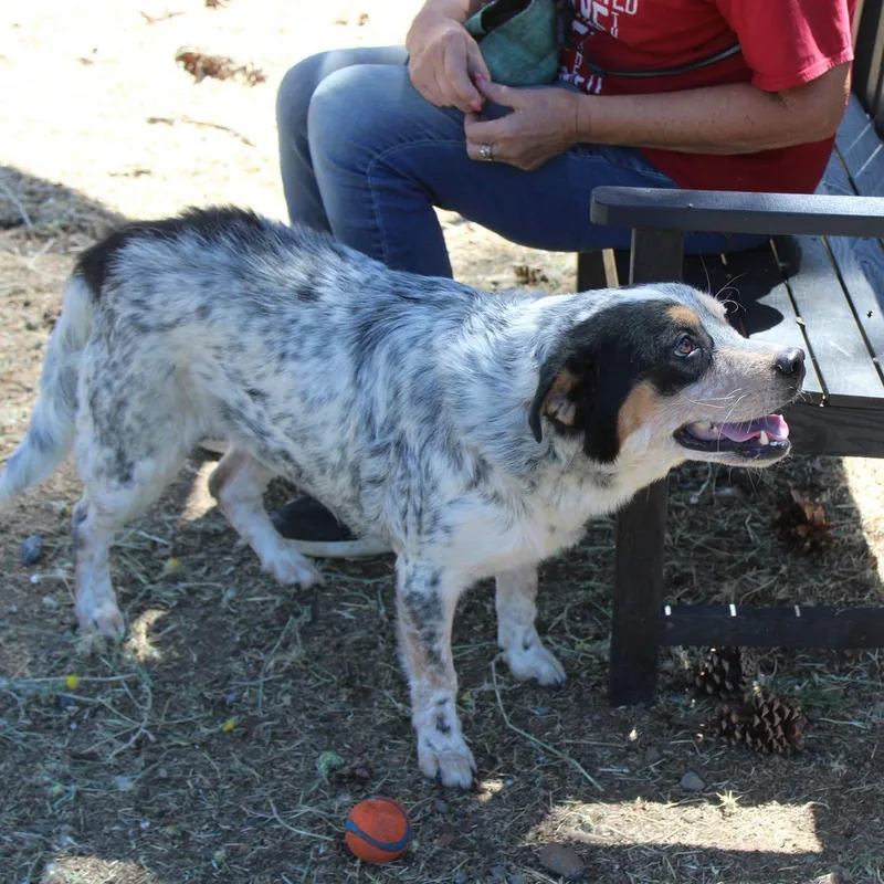 An adult medium-sized male Gray / Blue / Silver Australian Cattle Dog / Blue Heeler dog named River for adoption in Weaverville, CA