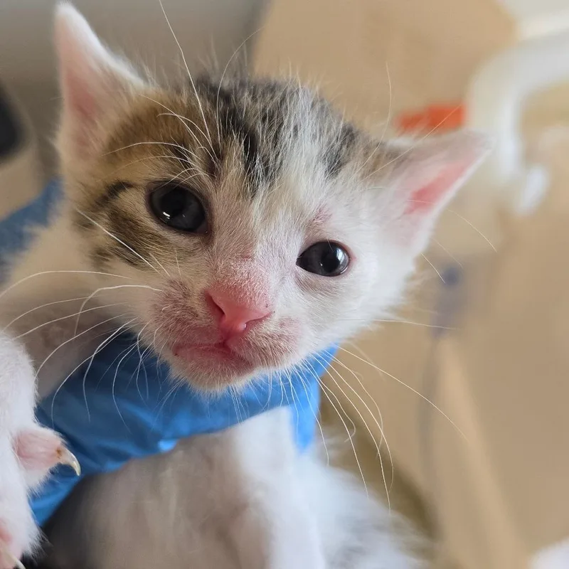 A baby small-sized male White Domestic Short Hair cat named Saxophone for adoption in East Hanover, NJ