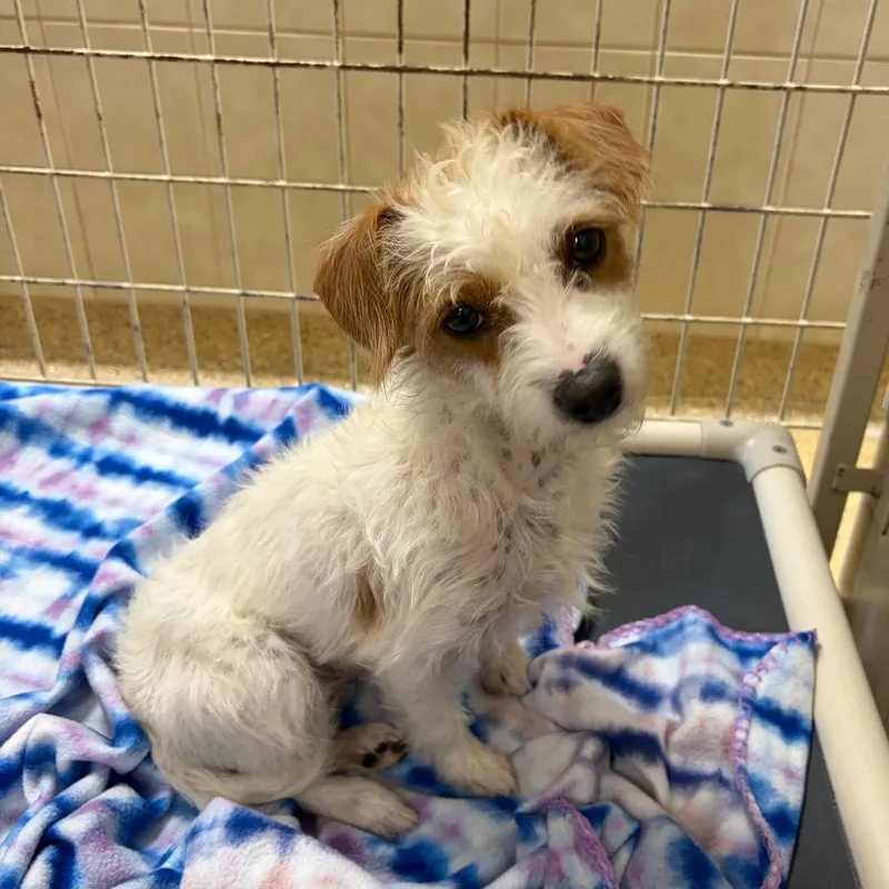 An adult small-sized female Standard Poodle dog named Jasmine for adoption in Kerrville, TX