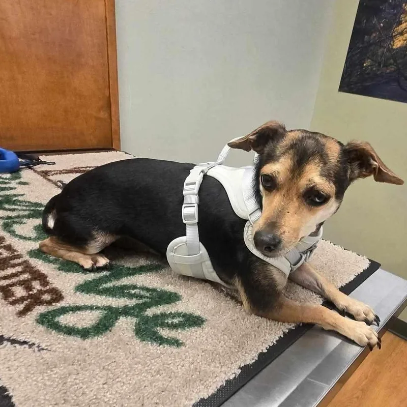 An adult small-sized male Brindle Chiweenie dog named Mr. Handsome Charlie for adoption in Ridgefield, WA