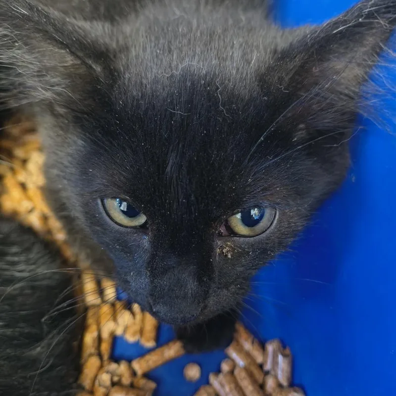A young small-sized male Black Domestic Short Hair cat named Kerfuffle for adoption in Othello, WA