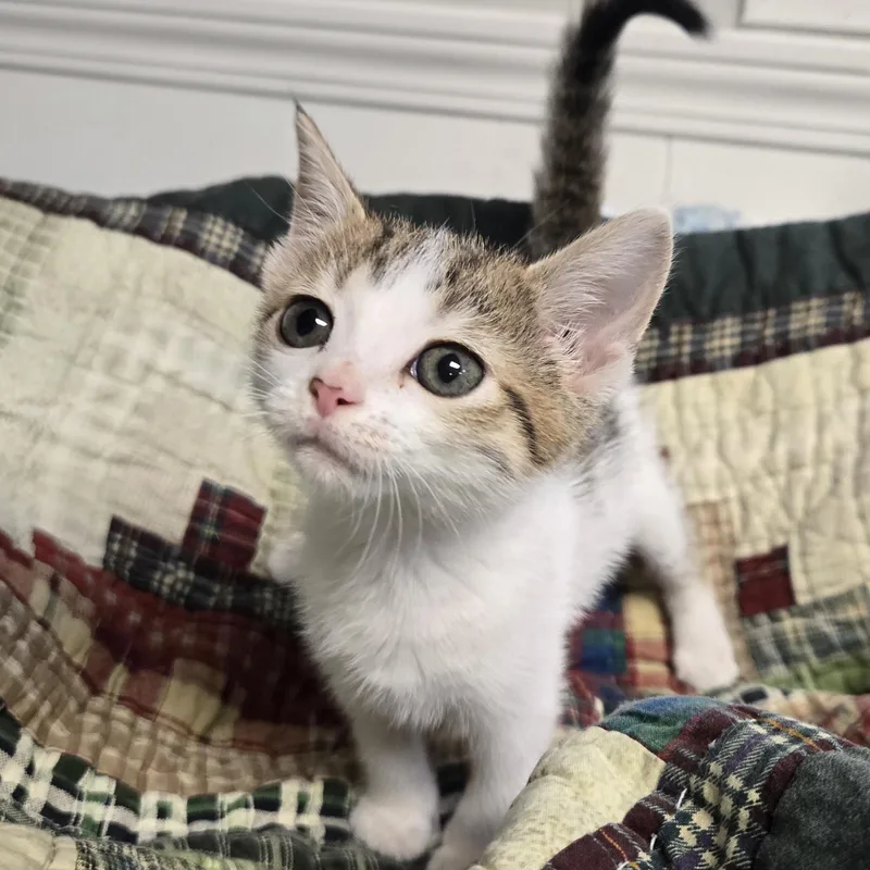 Pickles thumbnail 5