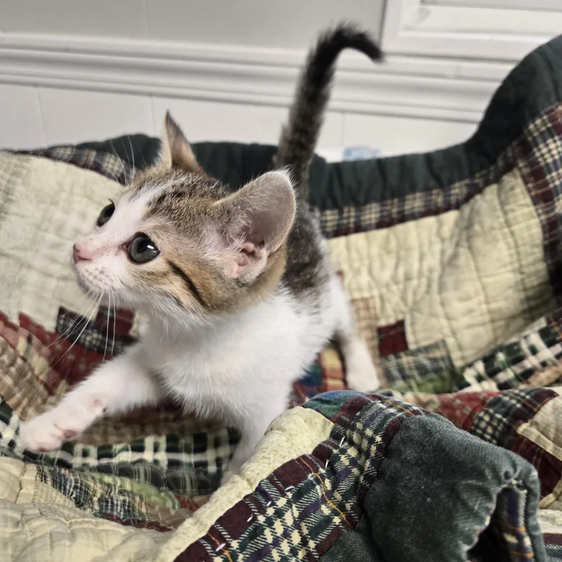 Pickles thumbnail 6