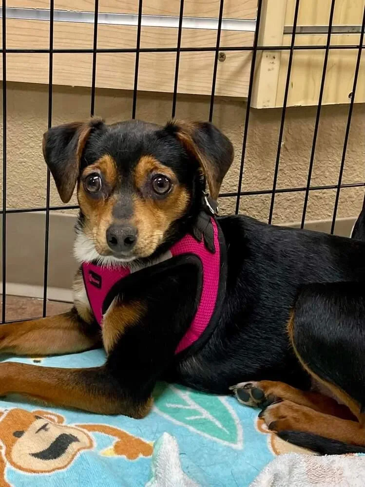 A young small-sized female Brown / Chocolate Dachshund dog named Allison for adoption in Aurora, CO