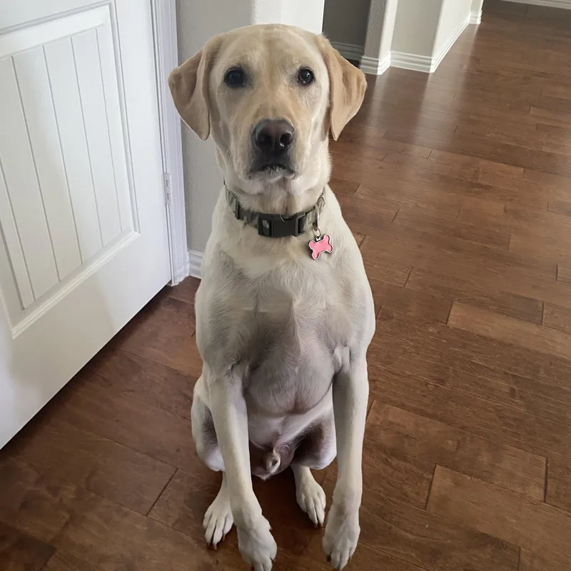 An adult large-sized male Labrador Retriever dog named Marley for adoption in Denton, TX
