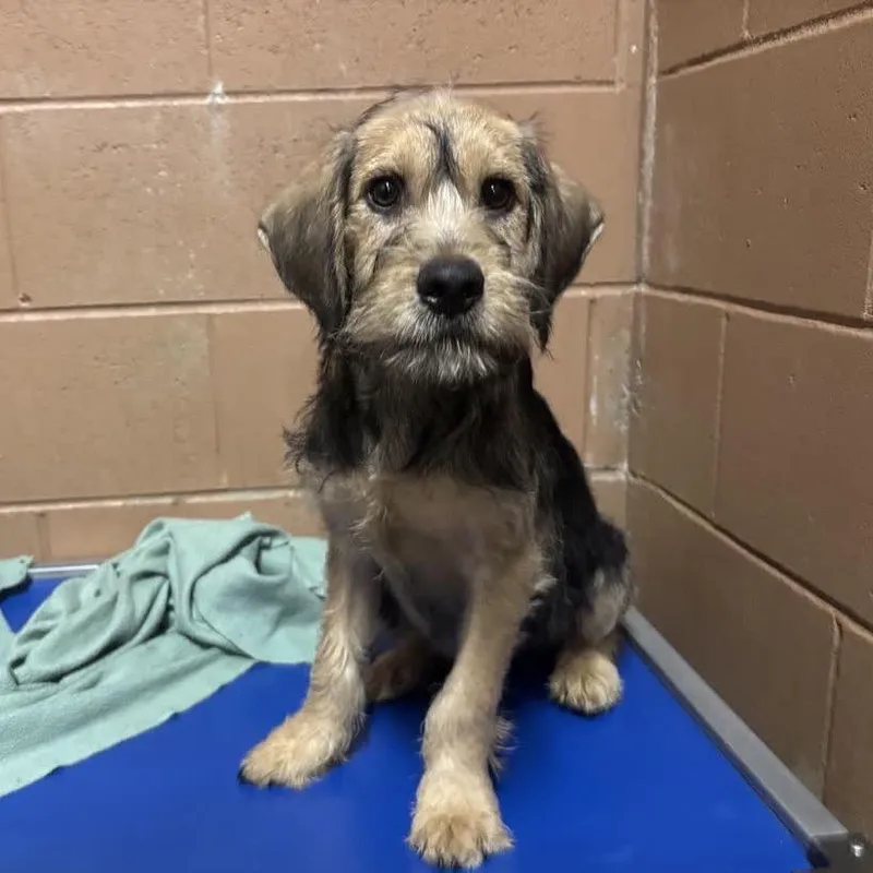 A baby small-sized male Black Dachshund dog named Dutton for adoption in Hattiesburg, MS