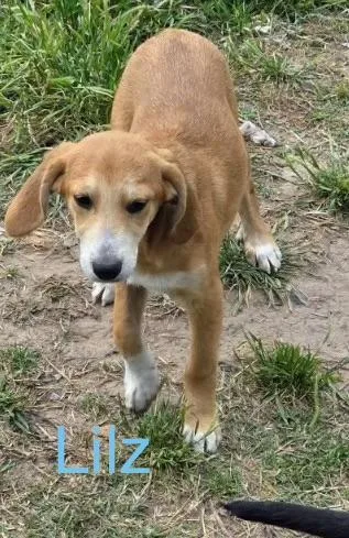 A baby medium-sized male American Foxhound dog named Lilz for adoption in Welling, OK