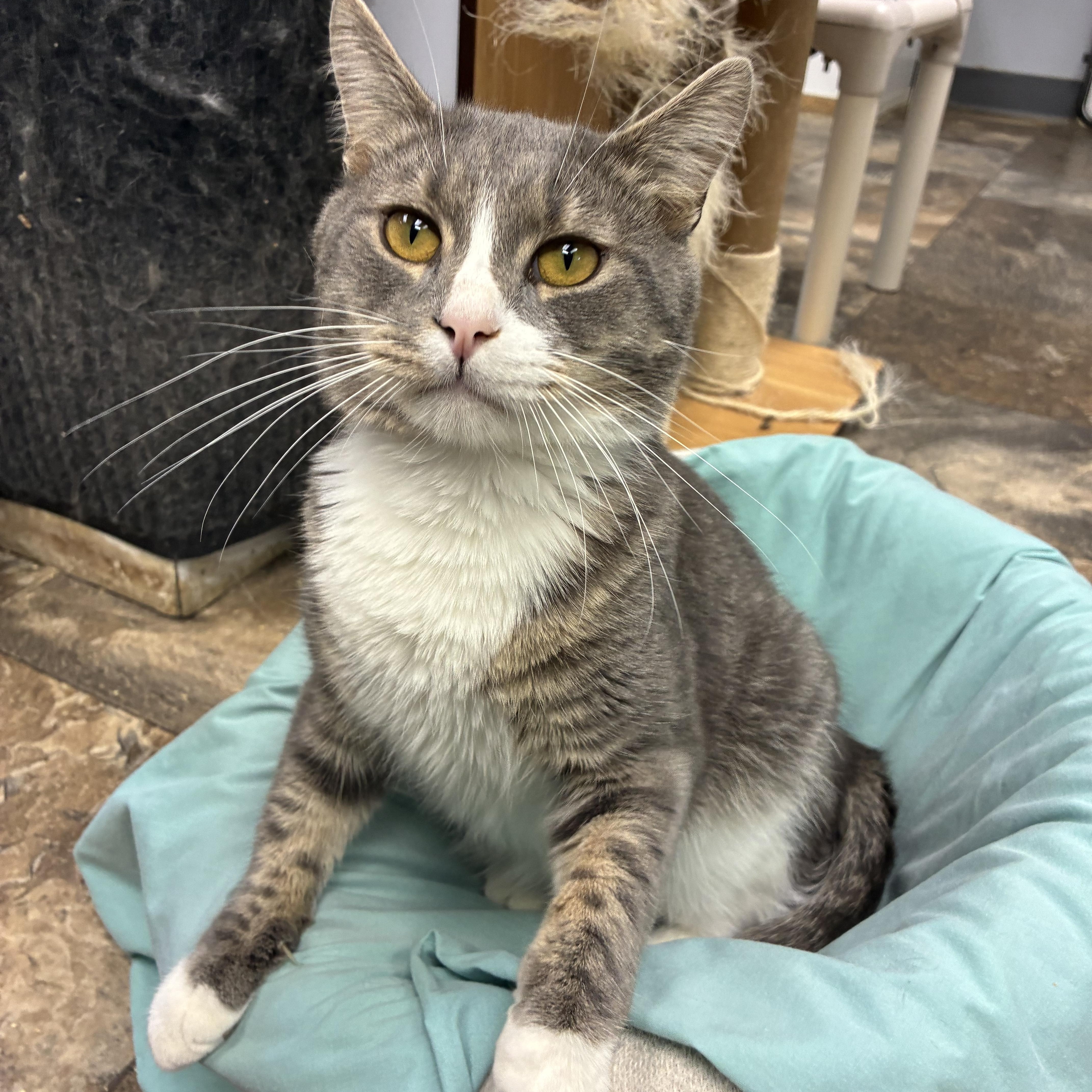 An adult medium-sized male Gray & White Domestic Short Hair cat named Deacon for adoption in Breinigsville, PA