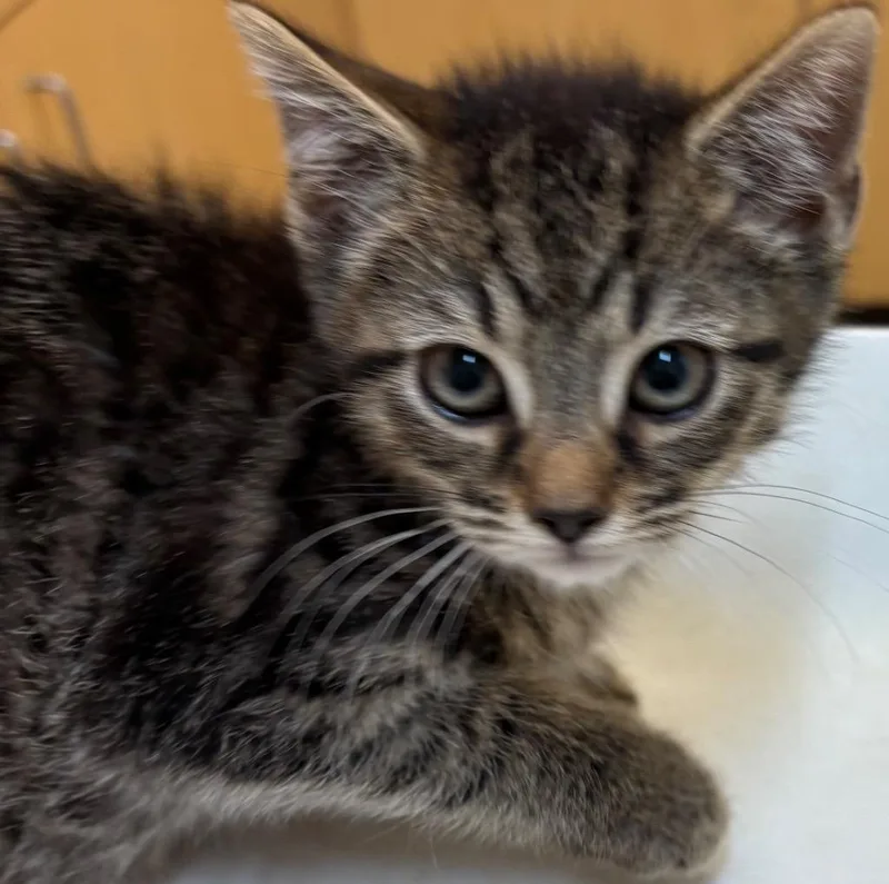 A baby small-sized male Domestic Short Hair cat named Hunter for adoption in Elizabethton, TN