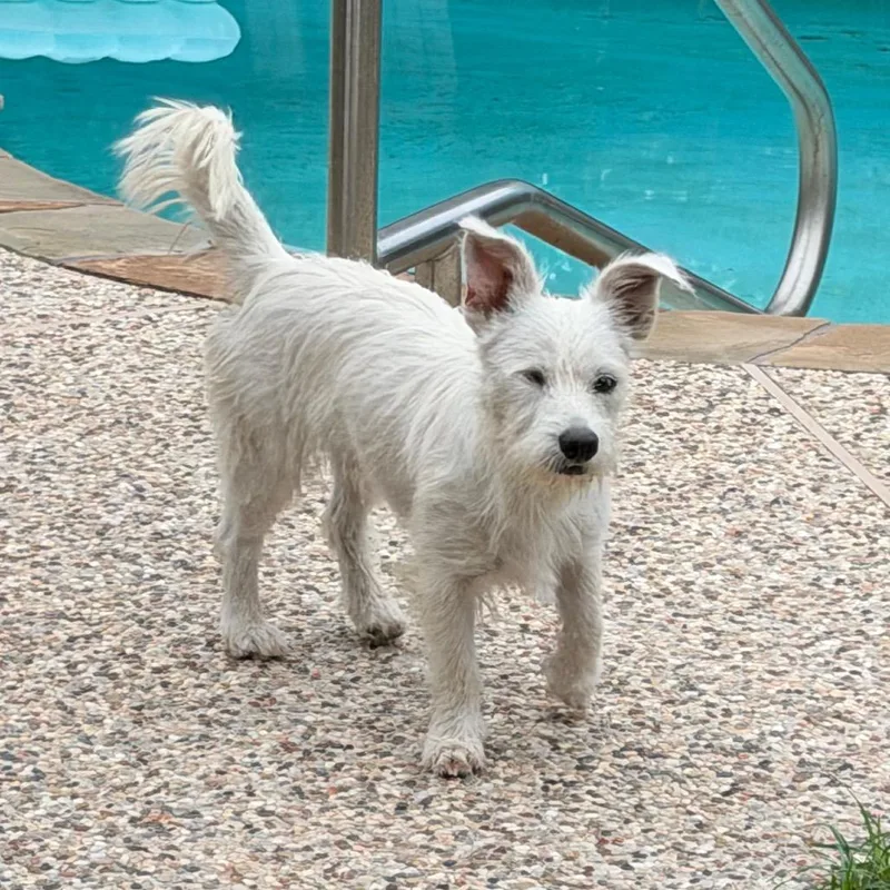 An adult small-sized female West Highland White Terrier / Westie dog named Winky for adoption in Montgomery, TX