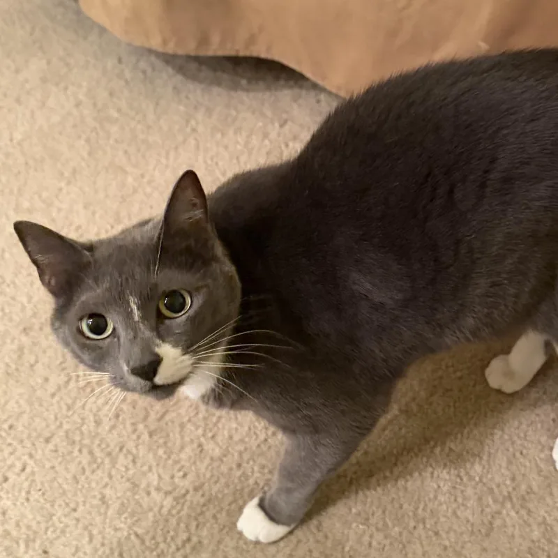 An adult large-sized female Gray / Blue / Silver Domestic Short Hair cat named Gracie for adoption in West Palm Beach, FL