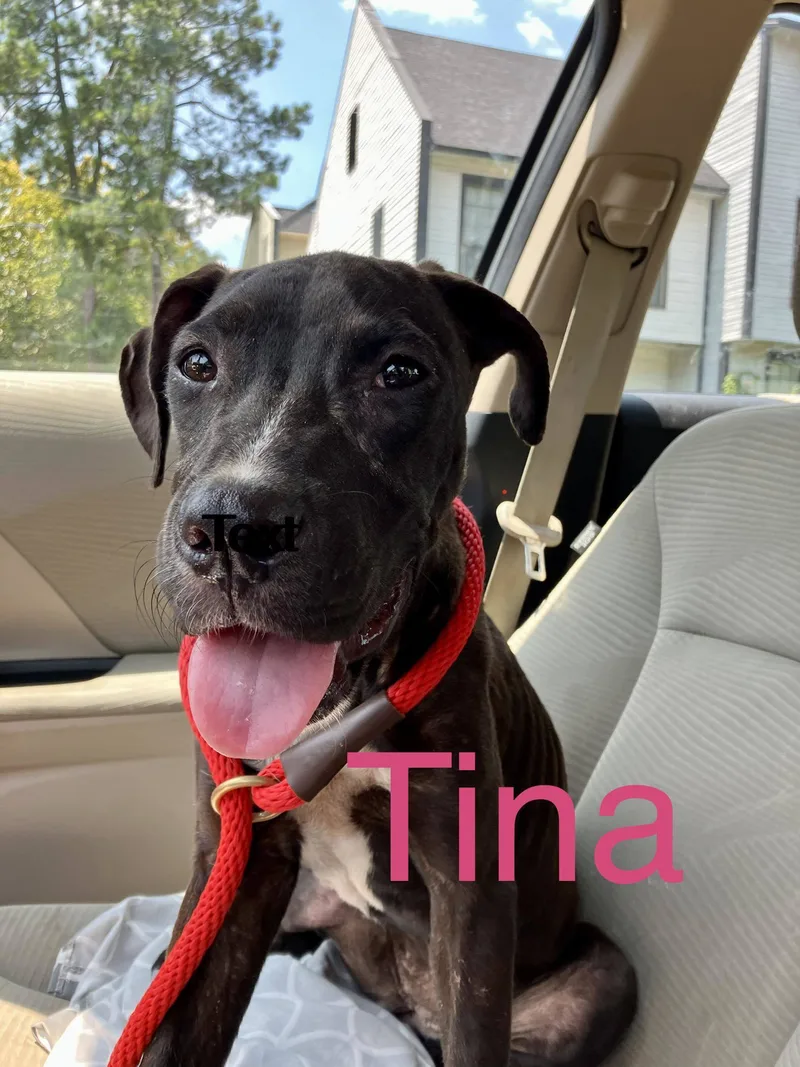 A young small-sized female Terrier dog named Tina for adoption in Shreveport, LA