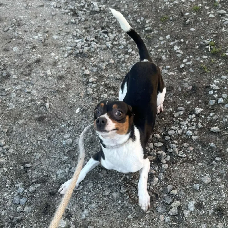 Snickers thumbnail 2