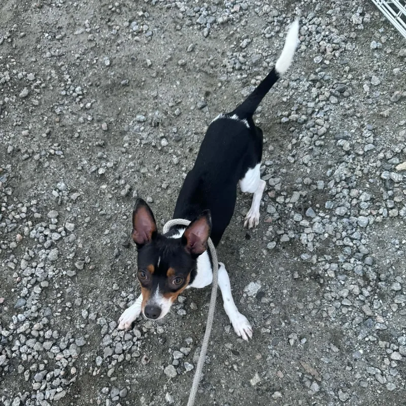 Snickers thumbnail 3