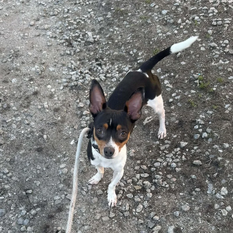 Snickers thumbnail 4