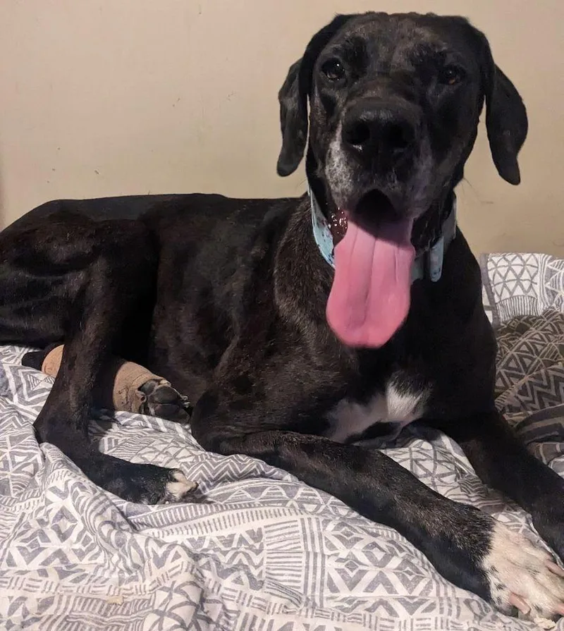 An adult extra large-sized female Merle (Blue) Great Dane dog named Dana for adoption in Larkspur, CO