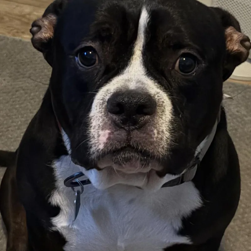An adult large-sized male Black Pit Bull Terrier dog named Ghost McDonald for adoption in Las Vegas, NV