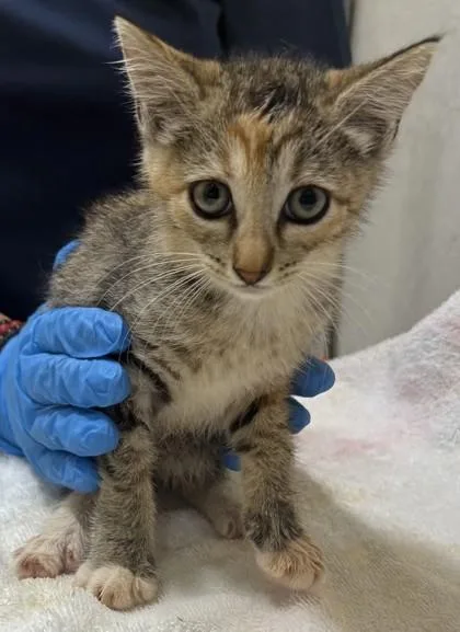 A baby small-sized female Domestic Short Hair cat named Chloe for adoption in Honolulu, HI