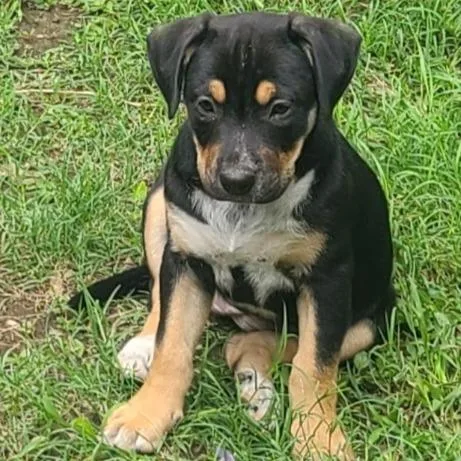 A baby small-sized female Black Mixed Breed dog named Lilith for adoption in Morrisville, VT