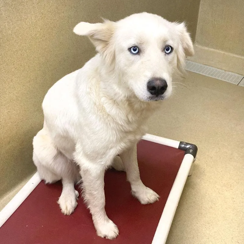 An adult large-sized female Great Pyrenees dog named Blanca for adoption in Monroe, GA
