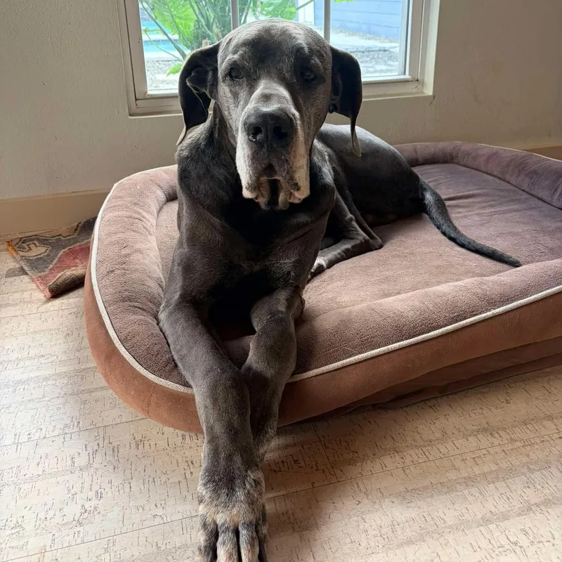 A senior extra large-sized male Gray / Blue / Silver Great Dane dog named Judd for adoption in Bullard, TX