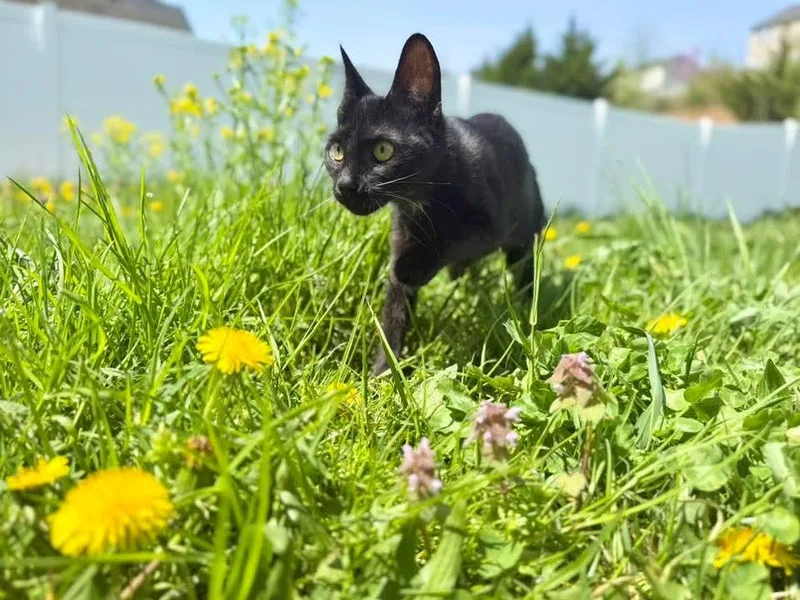 A young small-sized female Black Domestic Short Hair cat named Tinsel for adoption in Manchester, MD
