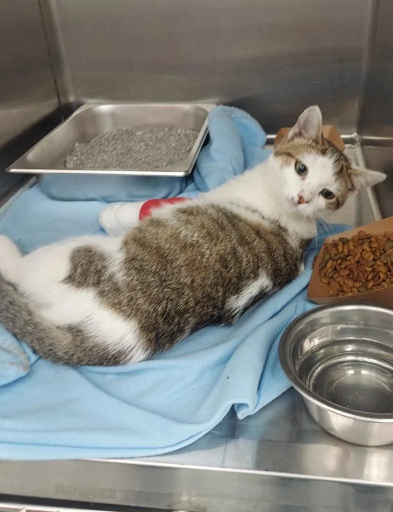 A baby small-sized male Domestic Short Hair cat named Feta for adoption in Hartsville, SC