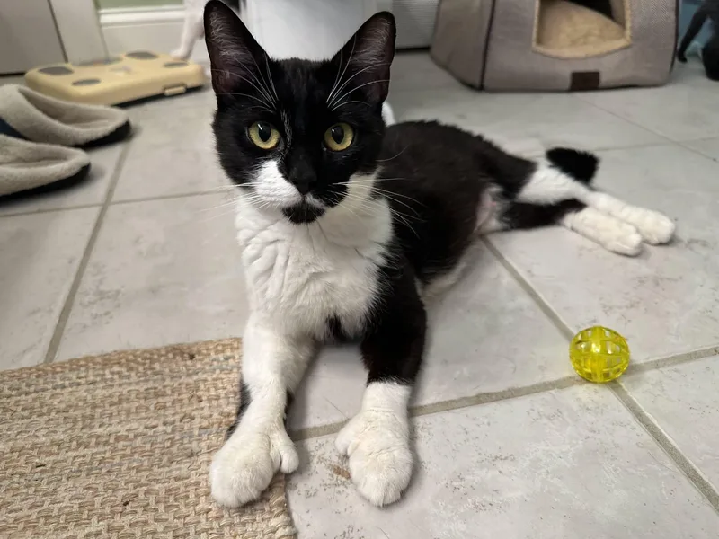 A young large-sized female Black Tuxedo cat named Kenzie for adoption in HANSON, MA