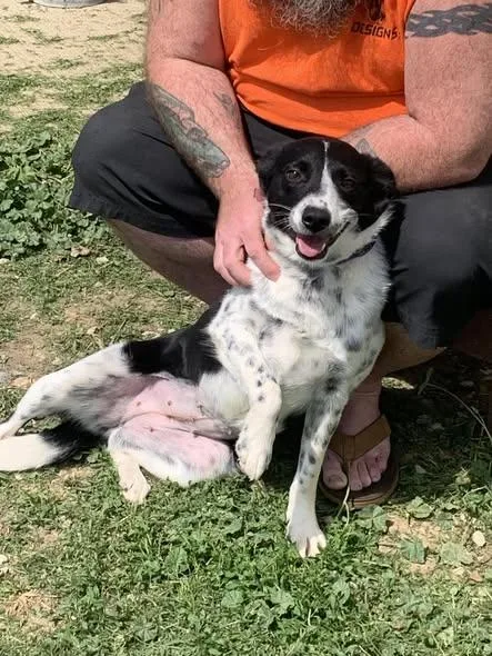 An adult medium-sized female Australian Shepherd dog named Dotti for adoption in Fairfield, IL