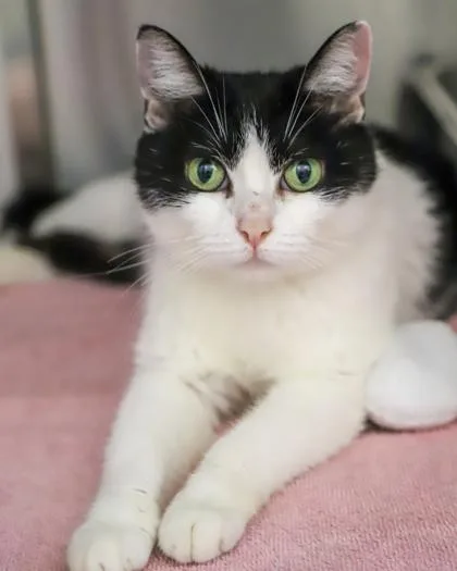 An adult small-sized female Domestic Short Hair cat named Champagne for adoption in West Seneca, NY