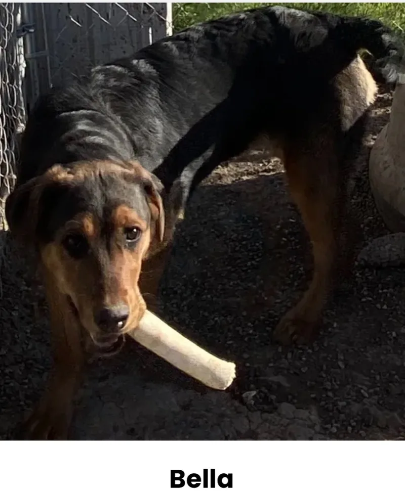 An adult medium-sized female Mixed Breed dog named Bella for adoption in Canyon, TX
