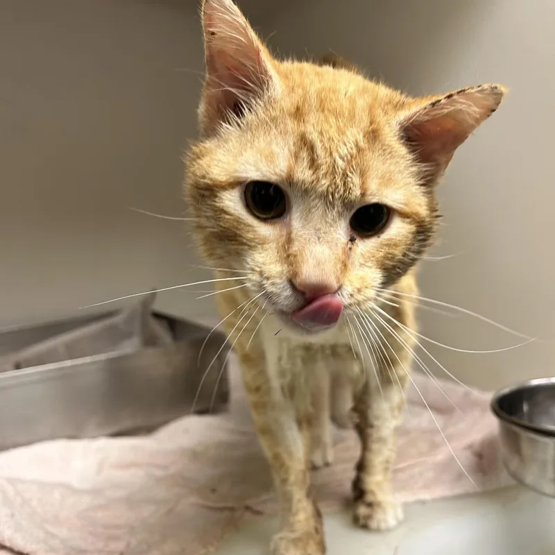 An adult large-sized male Orange / Red Domestic Short Hair cat named Sammy for adoption in Harrisonburg, VA