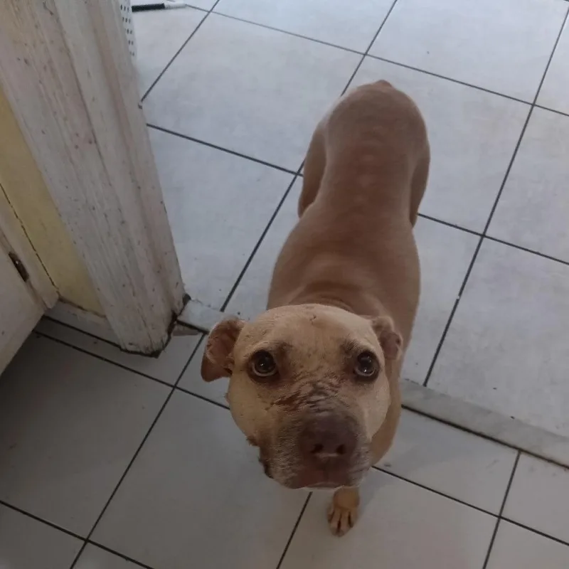 An adult medium-sized female Brown / Chocolate Mixed Breed dog named Miss Bam Bam for adoption in West Palm Beach, FL