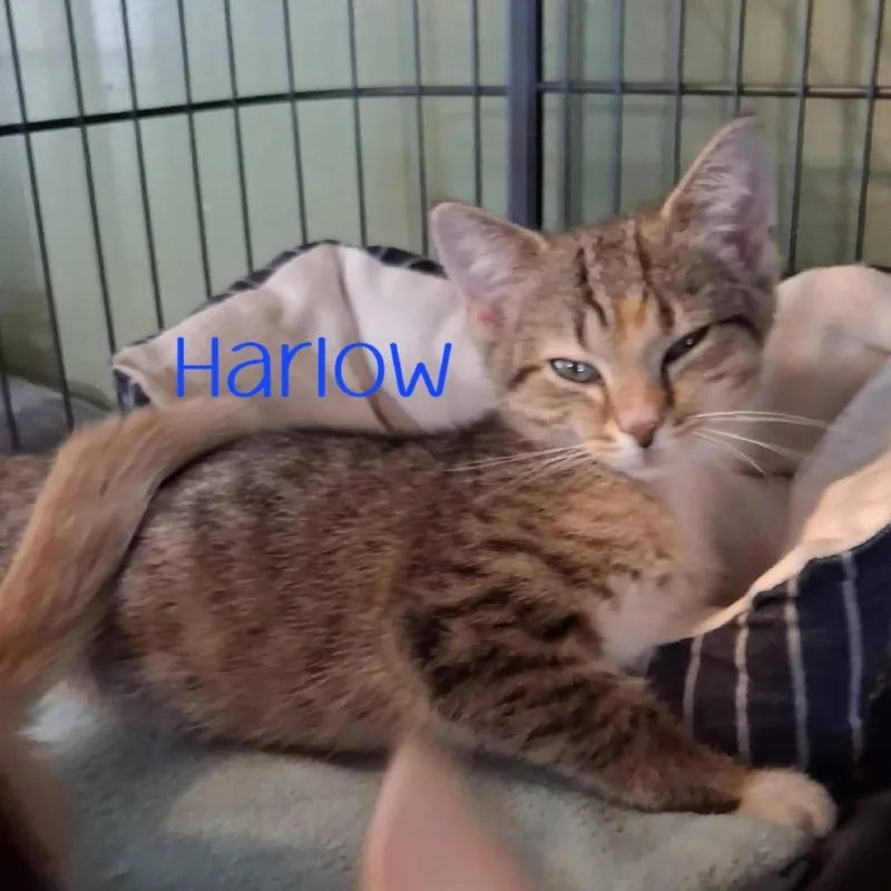 A baby small-sized female Calico Domestic Short Hair cat named Harlow for adoption in Parkersburg, WV