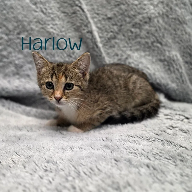 Harlow thumbnail 2