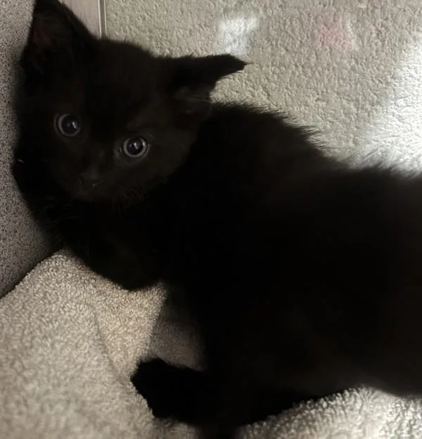 A baby small-sized male Domestic Short Hair cat named Tip for adoption in Salt Lake City, UT