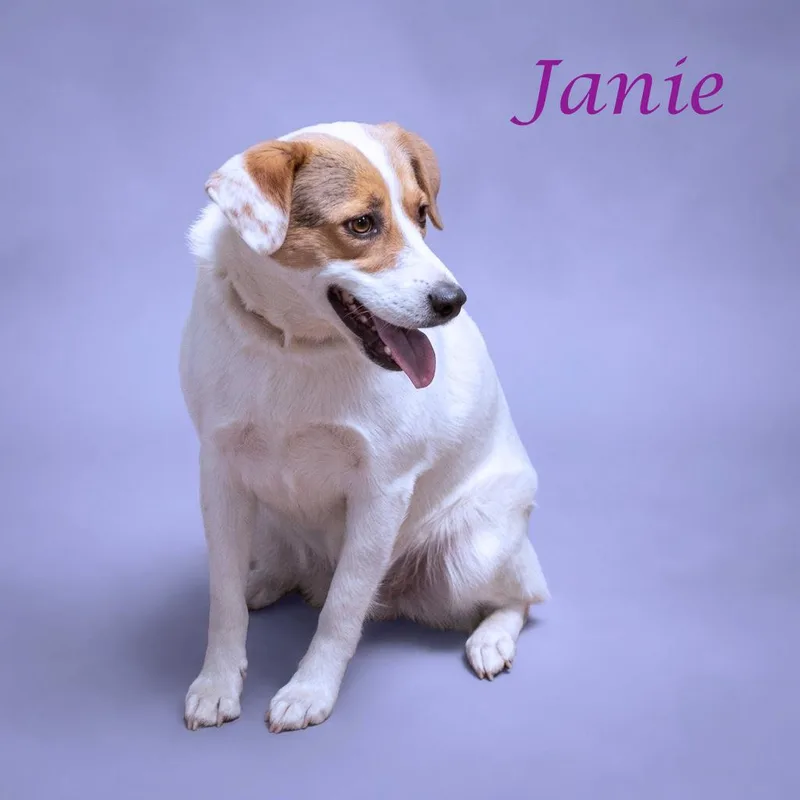 An adult medium-sized female White / Cream Border Collie dog named Janie D for adoption in Lebanon, TN