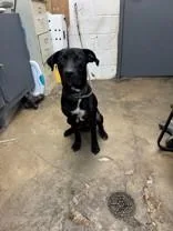 Skipper