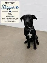 Skipper thumbnail 3