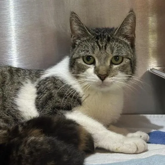 An adult medium-sized female Brown / Chocolate Domestic Short Hair cat named Coral for adoption in Austin, TX